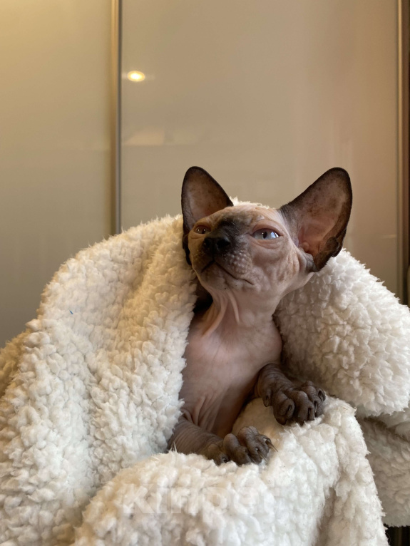 Кошки в Москве: Котёнок канадского сфинкса  Девочка, 35 000 руб. - фото 2