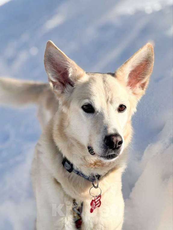 Собаки в Москве: собака Ханна ищет дом Девочка, Бесплатно - фото 2