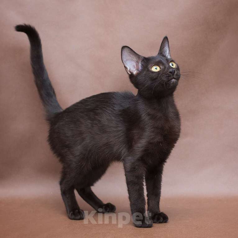 Кошки в Москве: Четырехмесячная чёрная малютка в поисках своей семьи 🤍 Девочка, Бесплатно - фото 5