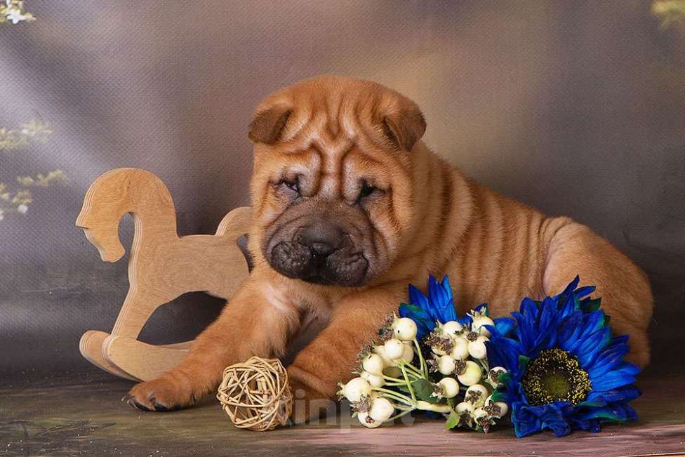 Собаки в Москве: шарпей Росич Мальчик, 25 000 руб. - фото 4