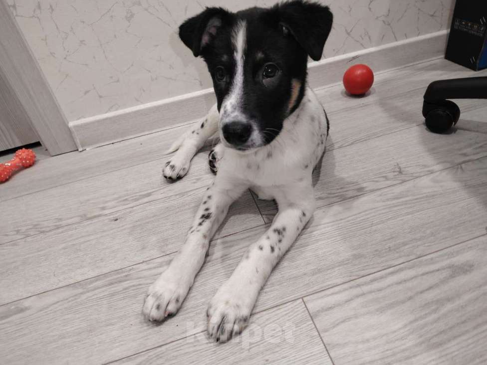 Собаки в Москве: Спайк якутенок Мальчик, Бесплатно - фото 7