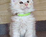 Кошки в Санкт-Петербурге: Котенок мейн-кун Мальчик, 55 000 руб. - фото 4