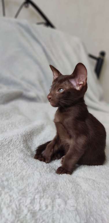Кошки в Москве: Шоколадные ориентальные мальчики к бронированию Мальчик, 50 000 руб. - фото 4