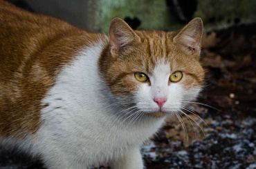 Американская многопалая кошка