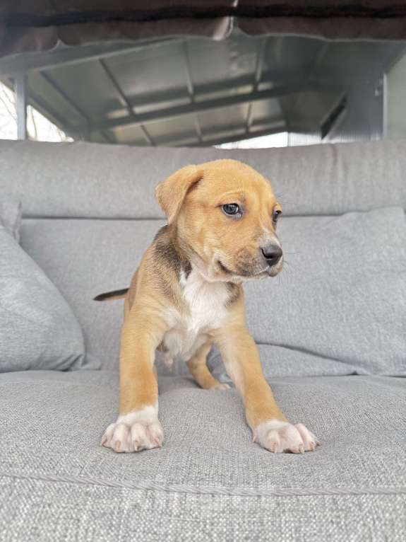 Собаки в других городах Калининградской области: Драма, любовь и хвостатое наследство 🎭🐾 ❤️❤️❤️❤️❤️❤️❤️ Ищем дом для "детей любви"!   Знакомьтесь, Мальчик, Бесплатно - фото 1