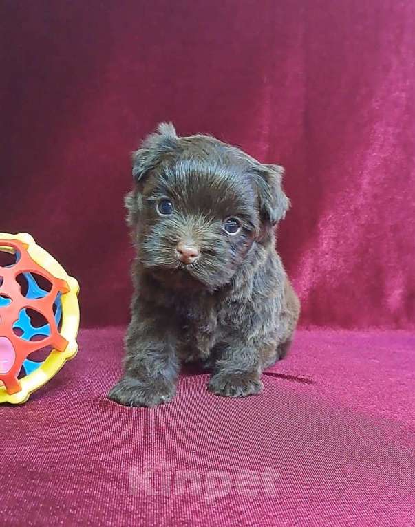 Собаки в Санкт-Петербурге: Шоколадный йорк девочка без подпала Девочка, 110 000 руб. - фото 2