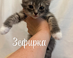 Кошки в Санкт-Петербурге: Котенок Зефирка Девочка, Бесплатно - фото 4