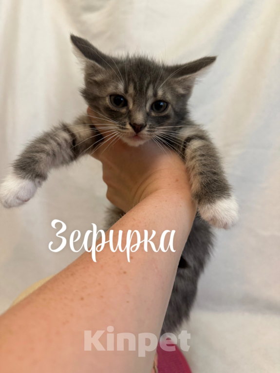 Кошки в Санкт-Петербурге: Котенок Зефирка Девочка, Бесплатно - фото 4