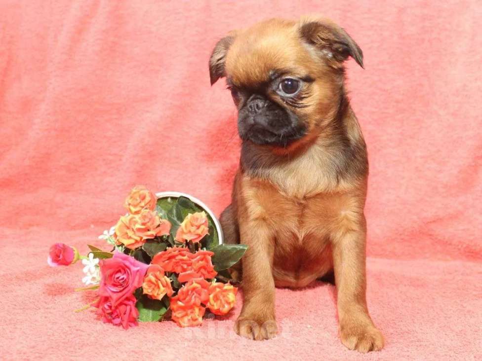 Собаки в Санкт-Петербурге: Маленькая прелесть Девочка, 80 000 руб. - фото 1