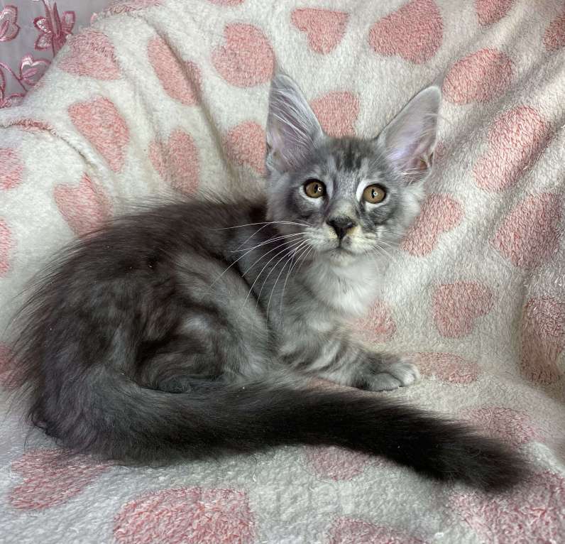 Кошки в Дмитрове: Черный серебристый мраморный мальчик мейн кун Camelot Мальчик, 30 000 руб. - фото 3