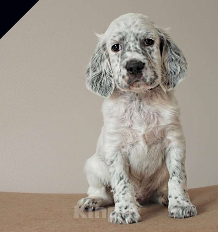 Собаки в Екатеринбурге: АНГЛИЙСКИЕ АРИСТО-СЕТТЕРЫ Девочка, 80 000 руб. - фото 7