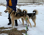 Собаки в Москве: Виби Девочка, Бесплатно - фото 7