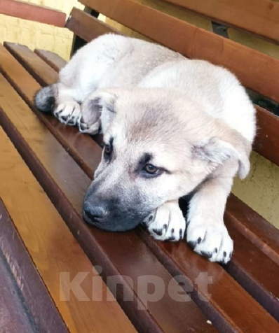 Собаки в Можайске: Щенок ищет семью Девочка, Бесплатно - фото 3