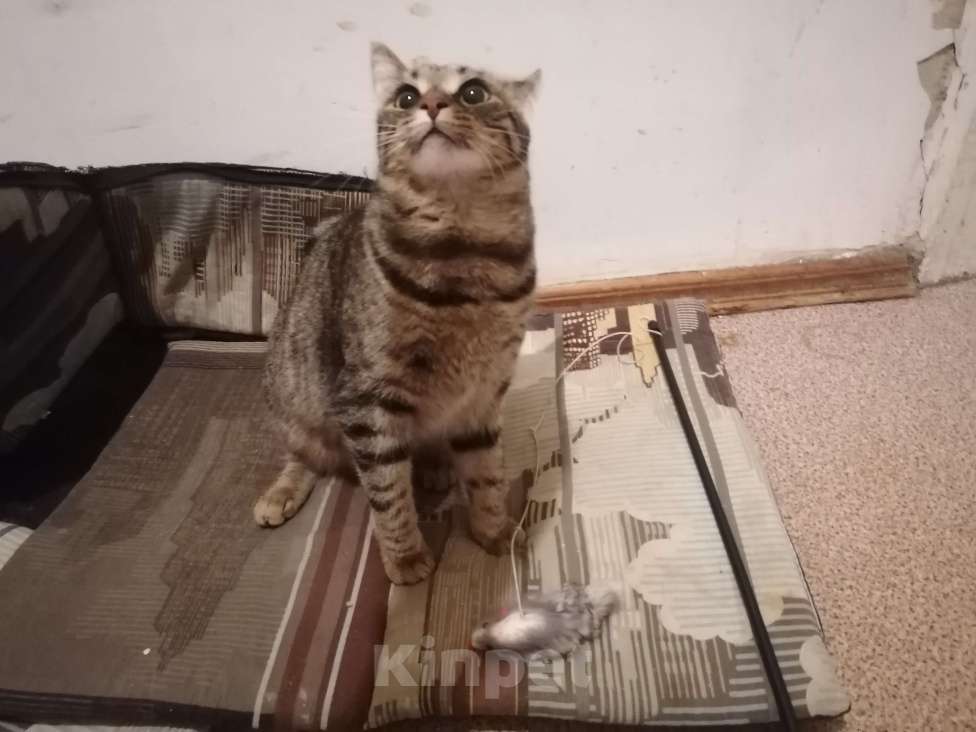 Кошки в Москве: Найдена стерилизованная кошка Девочка, Бесплатно - фото 4