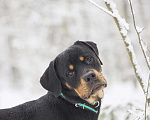 Собаки в Красноармейске: Собака ищет семью! Мальчик, Бесплатно - фото 8