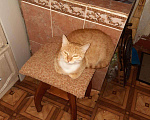 Кошки в Новочеркасске: Кошечки срочно ищут дом, Бесплатно - фото 3
