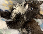 Кошки в Пензе: Котята в добрые руки, Бесплатно - фото 2