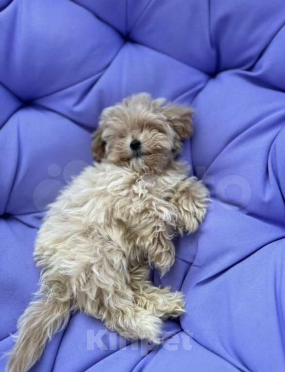 Собаки в Москве: Мальтипу 3 месяца Девочка, 65 000 руб. - фото 2