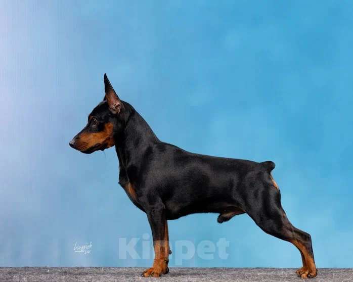 Собаки в Ореховом-Зуево: Щенки цвергпинчера Мальчик, 50 000 руб. - фото 8