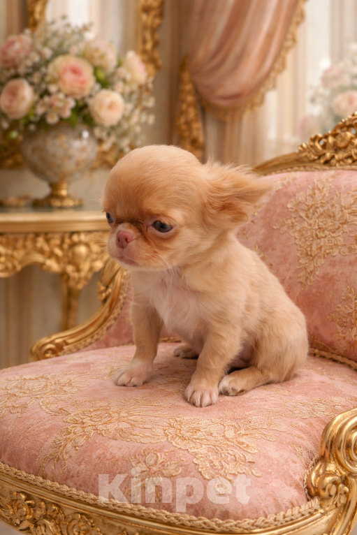 Собаки в Москве: Глаза цвета оливок, поэтому он Мартини Мальчик, 65 000 руб. - фото 2