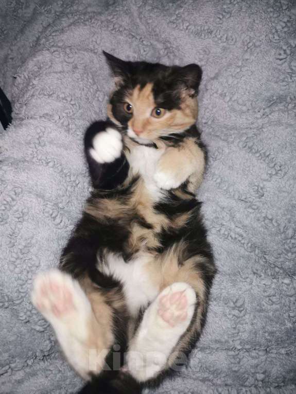 Кошки в Красногорске: Забавный котенок Нюша 5 месяцев ждет родителей  Девочка, Бесплатно - фото 4