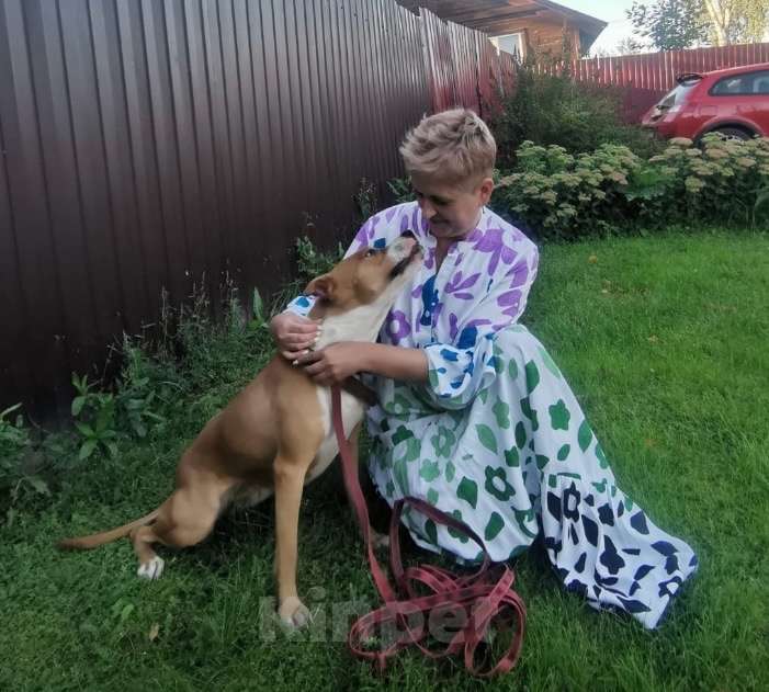 Собаки в Москве: Ищет семью собака Хельга. В добрые руки. Девочка, Бесплатно - фото 4