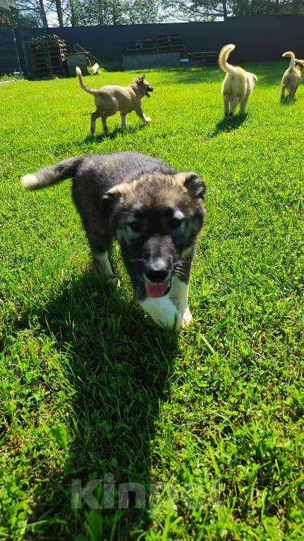 Собаки в других городах Московской области: Доча ищет дом  Девочка, Бесплатно - фото 9