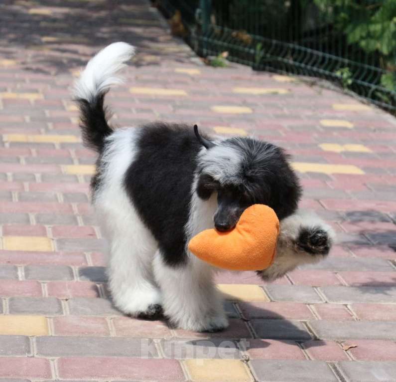 Собаки в Феодосии: Пуховый мальчик китайской хохлатой собачки Мальчик, Бесплатно - фото 3