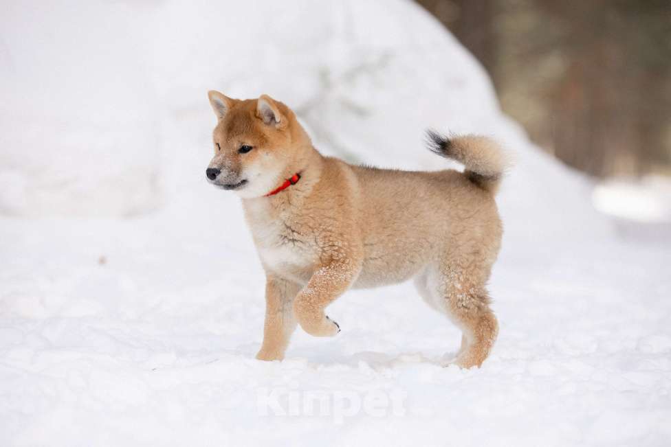 Собаки в Новосибирске: Щенки Сиба Ину Девочка, 60 000 руб. - фото 4
