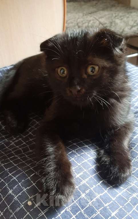Кошки в Волгограде: В добрые руки шотландский вислоухий котенок Мальчик, 1 000 руб. - фото 2