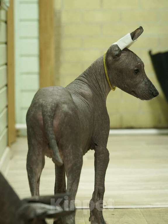 Собаки в Москве: Щенки Ксолоитцкуинтли стандартного размера  Мальчик, 70 000 руб. - фото 3