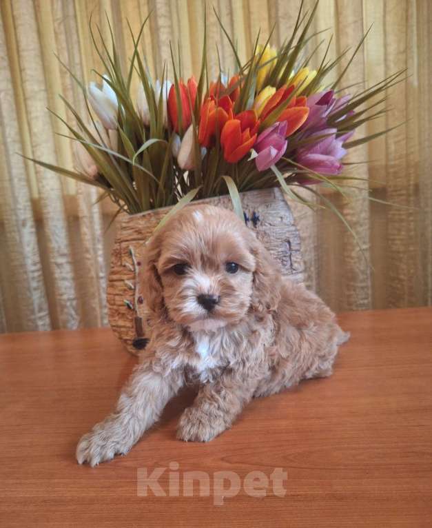 Собаки в Краснодаре: Кокапу щенок девочка Девочка, 50 000 руб. - фото 5