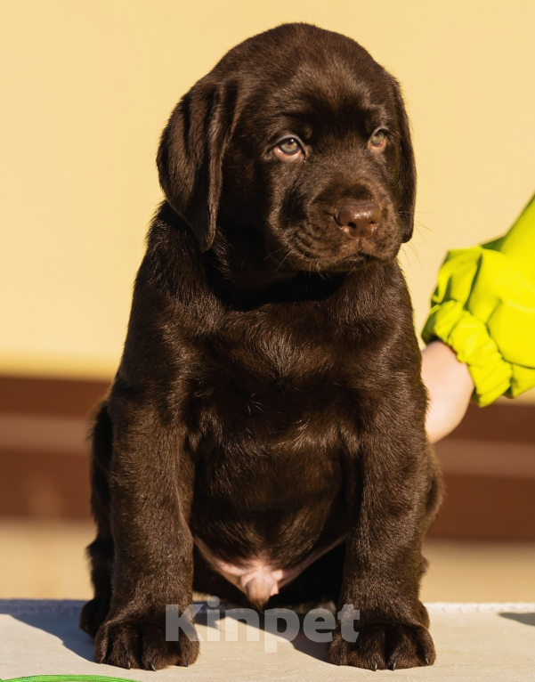 Собаки в Красноярске: Лабрадор ретривер щенки Мальчик, Бесплатно - фото 1