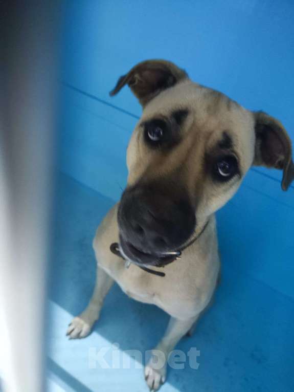 Собаки в Москве: Бывшедомашняя Джесси. Выпуск через неделю. Девочка, Бесплатно - фото 5