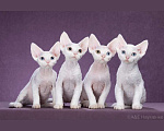 Кошки в Москве: Белые мальчики Девон-рекс Мальчик, Бесплатно - фото 1