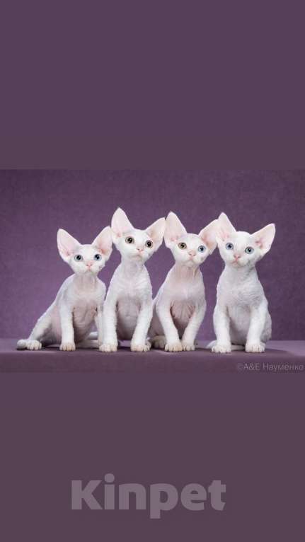 Кошки в Москве: Белые мальчики Девон-рекс Мальчик, Бесплатно - фото 1