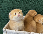 Кошки в Липецке: Шотландские котята  Мальчик, 18 000 руб. - фото 3