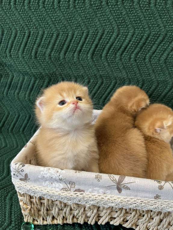 Кошки в Липецке: Шотландские котята  Мальчик, 18 000 руб. - фото 3