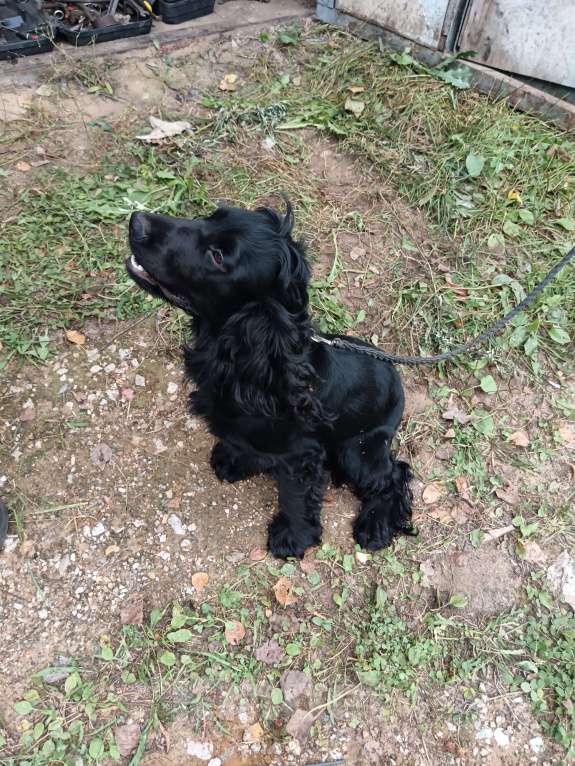 Собаки в других городах Калужской области: Продам собачку  Мальчик, 5 000 руб. - фото 2