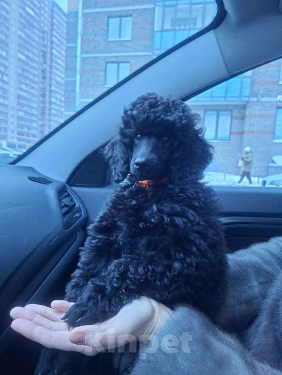Собаки в Санкт-Петербурге: Пудель средний, сука черного окраса Девочка, 100 000 руб. - фото 2