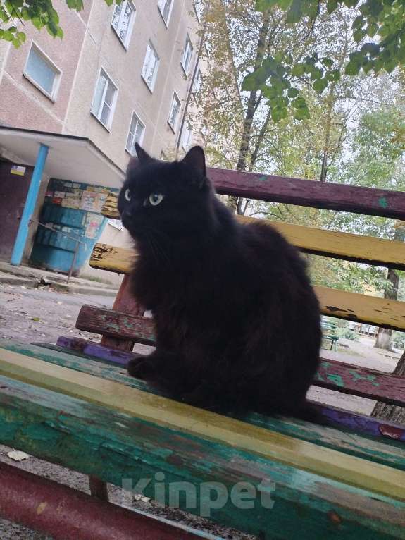 Кошки в других городах Ставропольского края: Молодая кошечка в добрые руки  Девочка, Бесплатно - фото 2