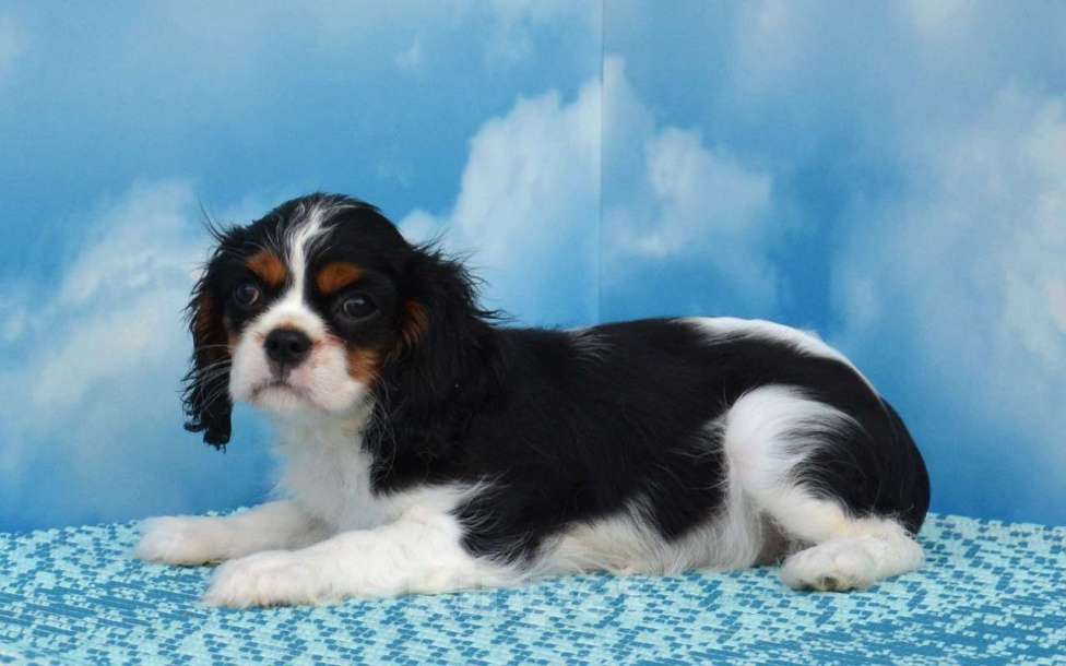 Собаки в Ногинске: Девочка кавалерочка  Девочка, 65 000 руб. - фото 2