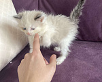 Кошки в Москве: Очаровательные девочки Рэгдолл Девочка, 60 000 руб. - фото 4