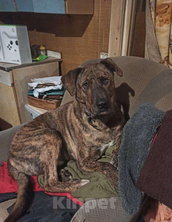 Собаки в Москве: Джордан замерзает без своего Человека. Мальчик, Бесплатно - фото 2