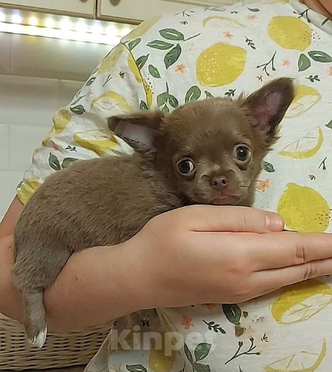 Собаки в Новосибирске: Маленькая длинношерстная мини- девочка! Девочка, Бесплатно - фото 2