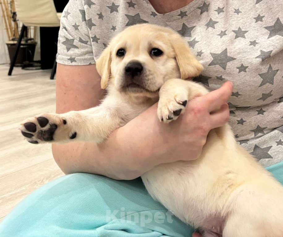 Собаки в Истре: Щенок лабрадора с отличной родословной, мальчики Мальчик, 80 000 руб. - фото 2