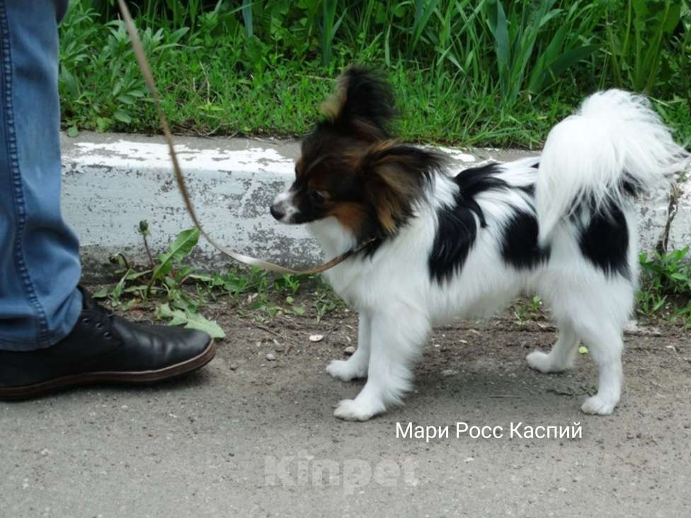 Собаки в Саратове: Мари Росс Каспий Мальчик, 40 000 руб. - фото 5
