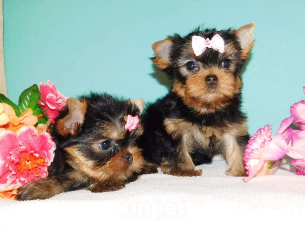 Собаки в Зеленограде: Йоркширский терьер мальчики, мелкий стандарт Мальчик, 30 000 руб. - фото 2