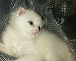 Кошки в Челябинске: Продам шотландского вислоухого котёнка Мальчик, 8 000 руб. - фото 1