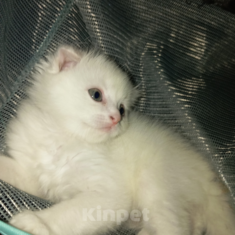 Кошки в Челябинске: Продам шотландского вислоухого котёнка Мальчик, 8 000 руб. - фото 1